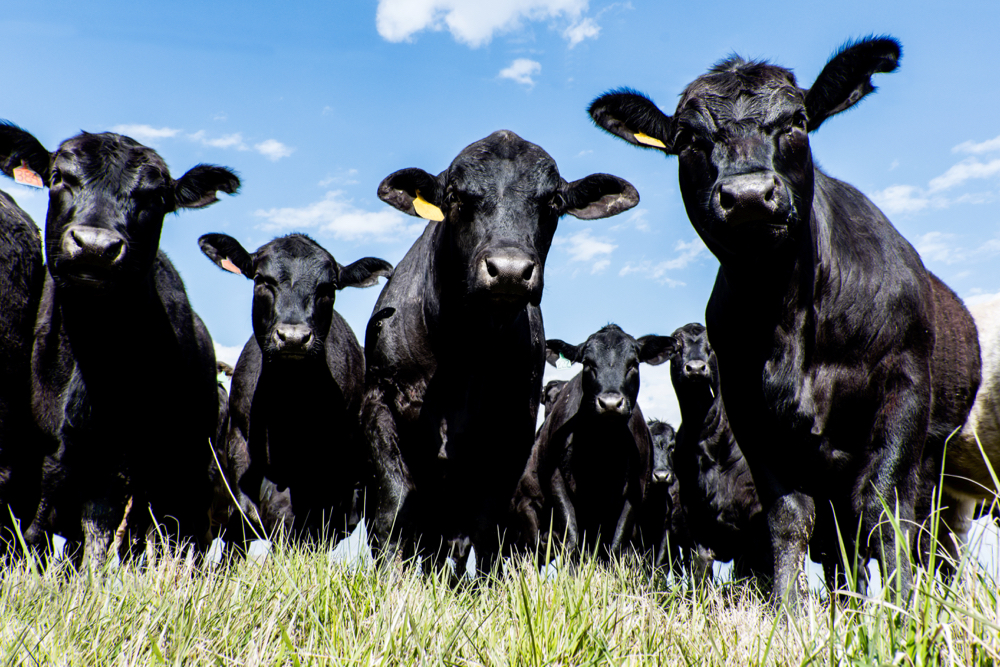 COVID-19 has revealed how vulnerable the food supply chain can be. It is a shame when we have some of the best beef in the world and can’t get access to enough of it.