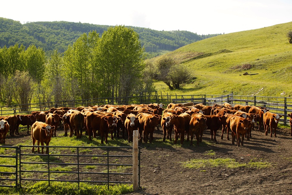 Keep it relaxed — practise low-stress cattle handling to stay safe