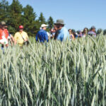 There was a time when having its own research operations was a point of pride for the Alberta government. But changing times, tighter budgets, and a move towards “farmer-led” research means the end of that era. Seen here is a photo from a Lacombe Field Day event in 2018.