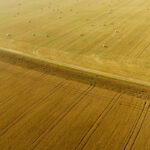 Large farms are here to stay, but a more diversified farming sector with farms of various sizes is preferred.