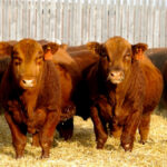 Olds College acquires Red Angus herd