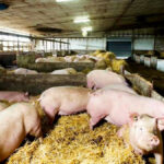 In the last decade, for the first time, we saw influenza carried by birds transfer to pigs.