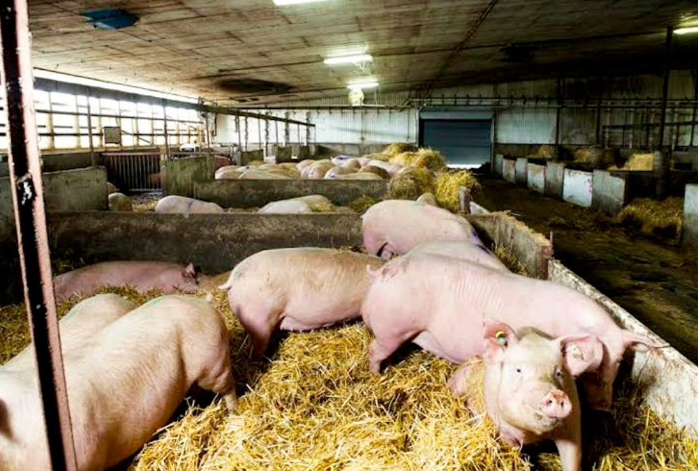 In the last decade, for the first time, we saw influenza carried by birds transfer to pigs.
