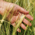 Give a thought to serving on a farm group, says outgoing barley chair
