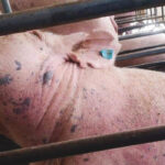 This young sow, which died on an Asian farm of African swine fever, displays the dark lesions commonly seen on infected pigs.