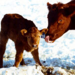 As the Boy Scout motto says, ‘Be Prepared,’ and that couldn’t be more true when processing cattle.