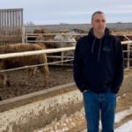 While the backlog of market-ready cattle is greatly reduced, prices remain depressed for feeders. It will be months before the situation is remedied, says Leighton Kolk.