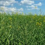 Canola south of Ethelton, Sask. on Aug. 3, 2017. (Dave Bedard photo)