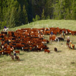 Growing the national herd is the top goal for many in the cattle sector, and several Alberta industry leaders say the pieces are in place to make that happen.