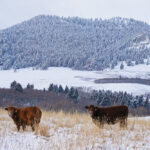 On most days on most ranches in the province, things likely seemed pretty normal. But for the organization representing cattle producers, it has been a year of constant challenge and change.