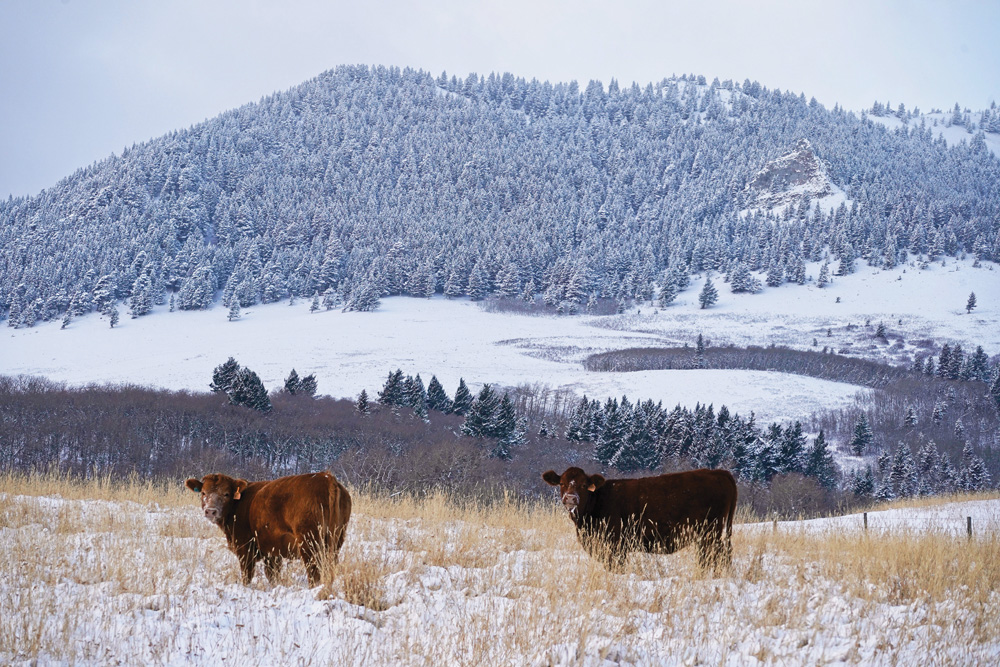 On most days on most ranches in the province, things likely seemed pretty normal. But for the organization representing cattle producers, it has been a year of constant challenge and change.