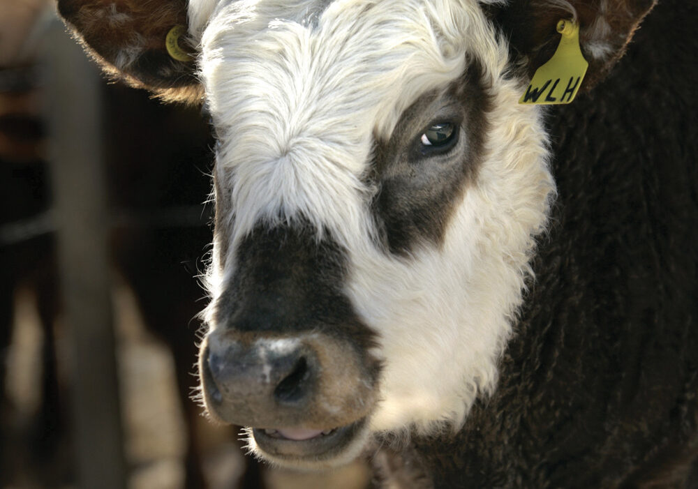Individual animal treatments are often worth pursuing