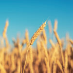 Superstar or stinker? Merits of new seed varieties can all depend on your farm