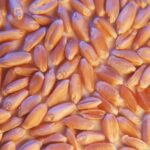 “We want consumers to feel really good about purchasing anything that includes Canadian grain.” – Adam Dyck.
