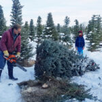 Gary Porttin, alongside son Ryker, fells a Christmas tree at R Family Tree Farm near Sylvan Lake.