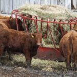 Beef cattle feeding in Ontario. (DebraLee Wiseberg/iStock/Getty Images)