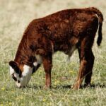 (Photo courtesy Canada Beef Inc.)