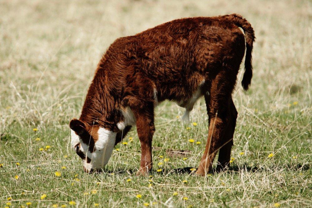 (Photo courtesy Canada Beef Inc.)
