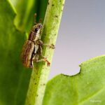Pea leaf weevil can be a problem anywhere in Alberta, but a survey done this year only found significant numbers in the south and in the Edmonton area.
