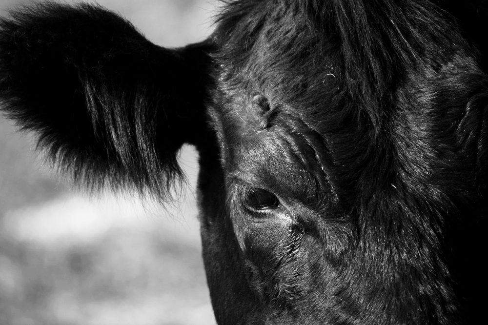 Photo: iStock/Getty Images

