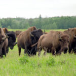 The pandemic caused a big drop in prices here and in Europe, but it’s also seen more availability of bison meat, more people cooking it at home, and more direct marketing by bison producers.