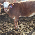 Lameness can have several causes and determining the right one is key to treating it.