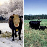 There are a host of factors to take into account if you’re thinking of changing your calving season, but the main question to answer is: What works best for you?