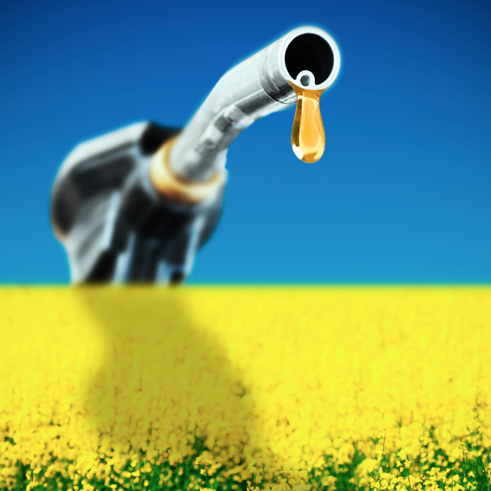 Ottawa’s new Clean Fuel Standard could be a big win for canola growers, says the Canola Council of Canada.