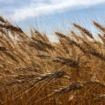 Grain groups post new videos