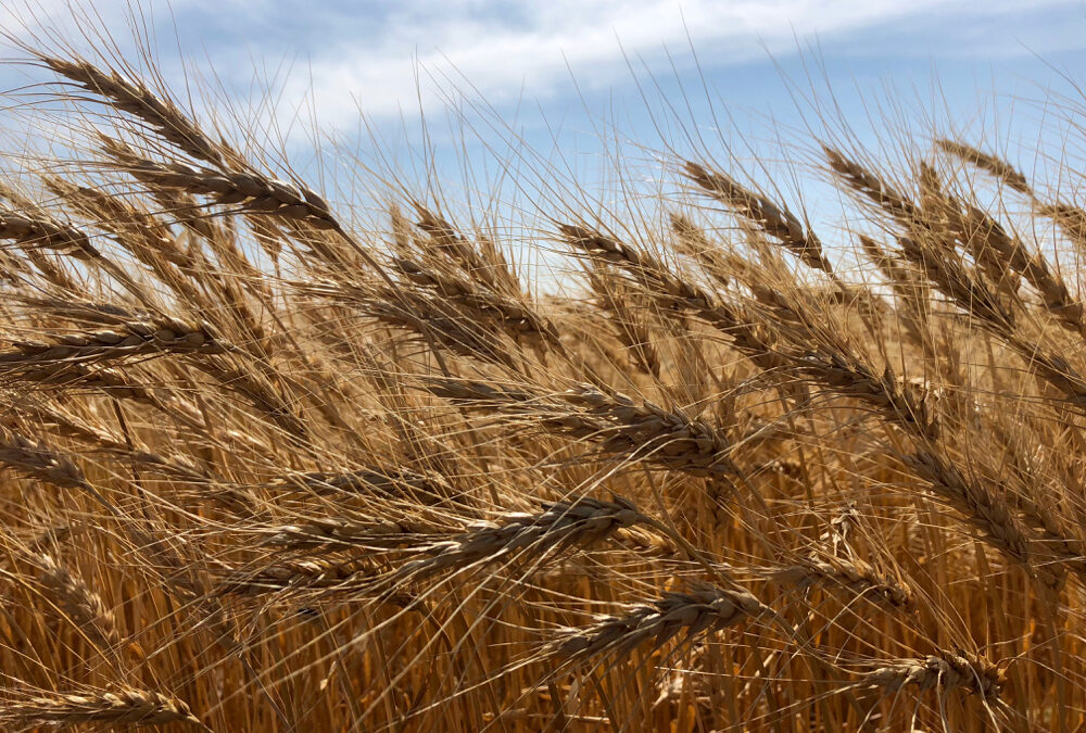 The search is on for the missing wheat yield