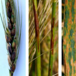 Symptoms of black chaff on wheat include discolouration of mature wheat head, dark brown or purple markings on wheat stems, and leaf streaking.