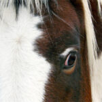 The decision to end a horse’s life is often an agonizing process