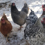St. Albert’s Melissa Hills has been enjoying her small backyard flock of brown production layers and heritage breeds since the start of the pandemic.