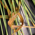 Bacterial leaf streak is often confused for stripe rust, but without the orange spores.
