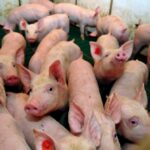 Some beleaguered hog farmers want production cuts