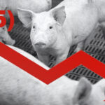 This image accompanied the latest cost-of-production study from Alberta Pork. In fact, losses have averaged about $6 per head for the last five years, says the general manager of Western Hog Exchange.