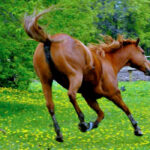Transitioning the shod horse to barefoot can be challenging
