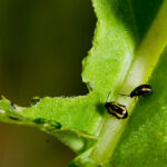 Flea beetles are ever present but there is at least one new seed treatment coming out this year, says entomology professor, Boyd Mori.