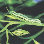 This year you’ll want to keep an eye out for three particular crop pests but overall, bertha army worms may be the bigger threat than cabbage seedpod weevil and grasshoppers.