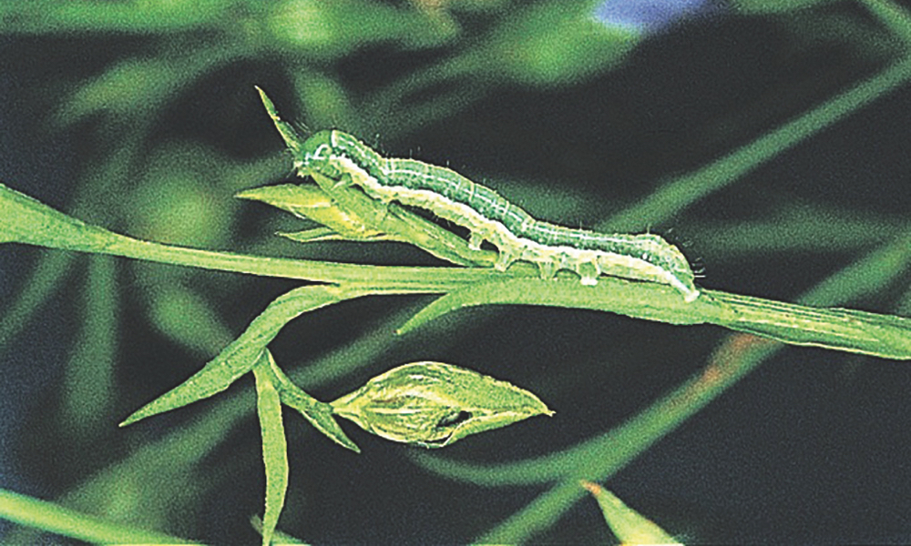 This year you’ll want to keep an eye out for three particular crop pests but overall, bertha army worms may be the bigger threat than cabbage seedpod weevil and grasshoppers.