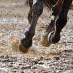 Rodeo, sports and arts groups getting provincial aid