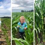 These three pictures from last summer tell a mighty tale of what irrigation can do: On the left, Jason Hale’s granddaughter Blayk stands in a forage corn crop on his Bassano-area farm on June 21; the middle photo was taken July 7; and the one on the right was taken July 21. “It’s amazing how fast this corn grows in two weeks,” Hale tweeted when posting the July 21 photo.