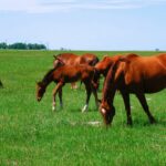 There are several keys to getting a yearling on the proper path