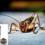 Business is hopping for Ontario cricket farms
