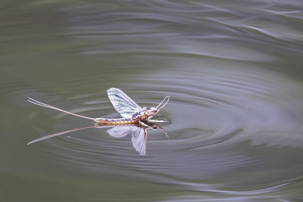 A mayfly on water. (SBTheGreenMan/iStock/Getty Images)
