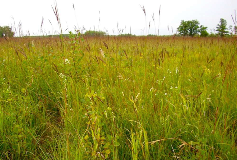 DUC program to convert cropland to forages