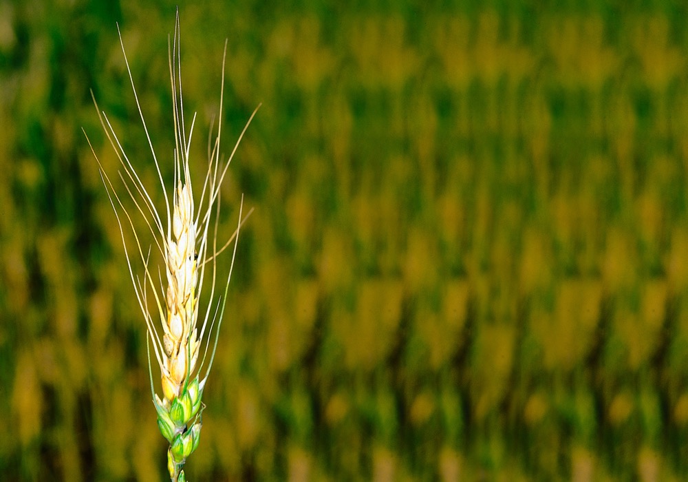 Opinion: Every producer needs to manage fusarium levels on their own farms