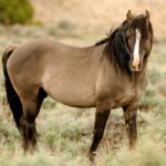 Horses with sensitive feet use their bodies in novel ways to avoid discomfort.