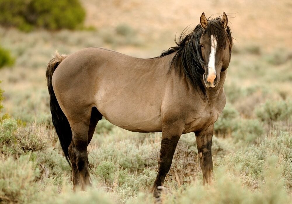 Horses with sensitive feet use their bodies in novel ways to avoid discomfort. 