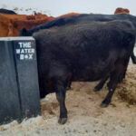 The Water Box provides water to livestock throughout the winter without having to constantly chop holes in the ice.